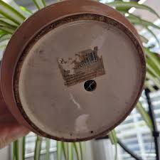 Image result for Chlorophytum stenopetalum