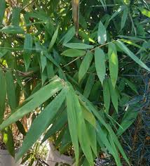 Image result for Bambusa