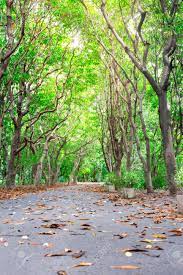 Maybe you would like to learn more about one of these? Green Way And Tree Background From Central Park Colorful Of Nature Stock Photo Picture And Royalty Free Image Image 86795519