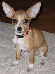 With care and attention, your new. Chipin Dog Breed Information And Pictures