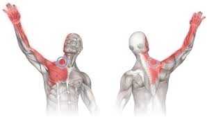 I will show you one to two exercises for each part of the abs. Massage For Neck Chest And Shoulder Pain Scalenes