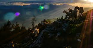 Maybe you would like to learn more about one of these? The Lord Is My Shepherd Psalm 23 1 Meaning Explained