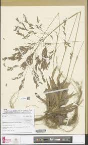 Image result for Megastachya mucronata