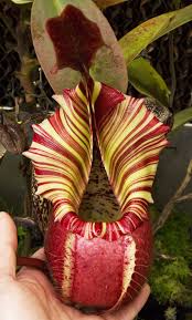 Black And White Images Of Pitcher Plant An Interview With Domonick Gravine Of Redleaf Exotics Carnivorous Plant Resource