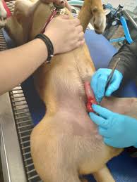 Image result for Paraphimosis