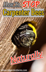 Carpenter bees are beneficial insects but can be a nuisance around the home. How To Stop Carpenter Bees Naturally 5 Simple Methods That Work Carpenter Bee Carpenter Bee Spray Carpenter Bee Trap