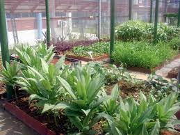 Growing edible flowers in singapore. The St Guide To Growing An Edible Garden Home Design News Top Stories The Straits Times
