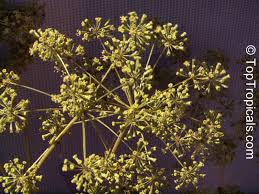 Image result for Steganotaenia