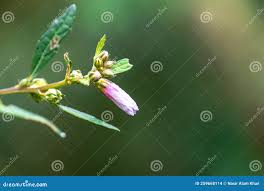 Image result for Galactia striata