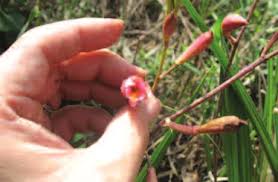 Image result for Euphorbia crebrifolia