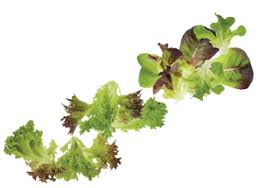 How To Choose Grow The Best Lettuce Tips For Every