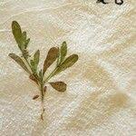 Image result for Gisekiaceae