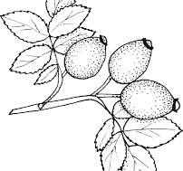 Rosehip Seed Oil, Cold Pressed Organic (O Colour) - O&3