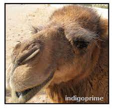 Humans have kept camels for thousands of years because of their extraordinary ability to withstand hunger and thirst for long in the most inhospitable environments. A Camel S Adaptive Characteristic Vancleave S Science Fun