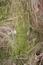 Image result for Tetraria