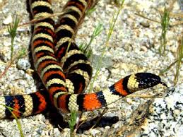 We did not find results for: California Snakes Pictures And Identification Help