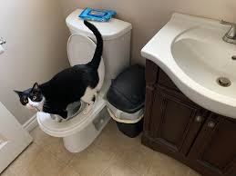 she pees in the toilet while i pee in