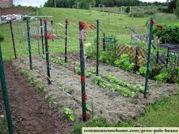 Trellises are a useful and beautiful addition to any garden space. Grow Pole Beans On A Bean Trellis For Easy Picking And Preserving
