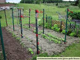 There are certain truths never fail harvest after harvest. Grow Pole Beans On A Bean Trellis For Easy Picking And Preserving