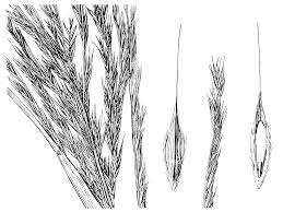 Image result for Leptochloa fusca