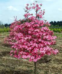 Flowering pink dogwood blossoms against a green lawn. Dogwoods Flowering Tree