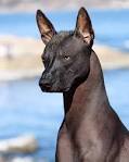 Xoloitzcuintli Dog Breed Information