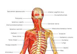 We will look at common and uncommon causes musculoskeletal causes of this pain, as well as causes that may be felt in the rib cage but instead originates in organs within or outside of the rib cage. Thoracic Pain Mid Back Pain Sports Spinal Albury