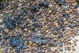 kedi diskisindan uretilen dunyanin en pahali kahvesi kopi luwak kilosu 1000 dolar ntv