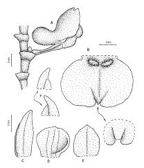 Image result for Rhipidoglossum densiflorum