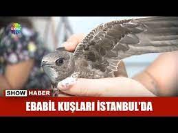 ebabil kuslari istanbul da youtube istanbul kus danca