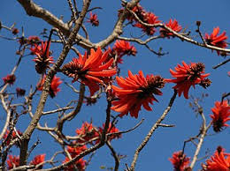 Image result for Erythrina lysistemon