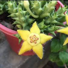Image result for Orbea rogersii