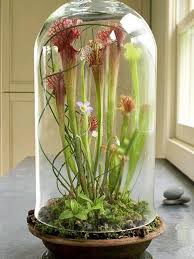Create A D I Y Indoor Terrarium With Carnivorous Plants Indoor Gardening Beautiful Terrariums Plants Carnivorous Plants