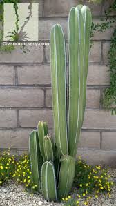 No posts regarding the entheogenic or spiritual uses of cacti, check out /r/druggardening if you want to discuss such things. Mexican Fence Post Stenocereus Marginatus Civano Nursery Tucson Plant Nursery