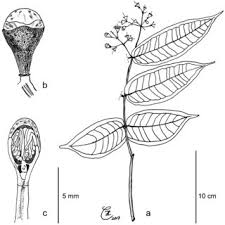 Image result for Syzygium komatiense
