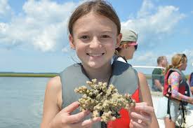 Image result for Coelachne