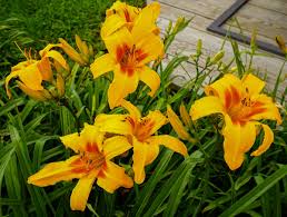 User can release solar energy/substances over a specific target area causing great damage and/or delivering great. Heavenly Gardens