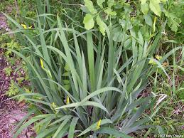 Image result for Iris pseudacorus