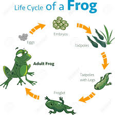 Life cycle of a frog. Vector Illustration Of A Life Cycle Of A Frog Royalty Free Cliparts Vectors And Stock Illustration Image 127996496