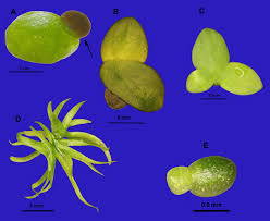 Image result for Lemna aequinoctialis