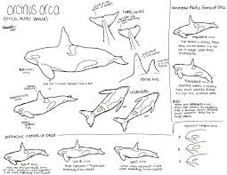 Learn about famous firsts in october with these free october printables. Killer Whale Forms Updated By Angelmc18 Coloring Home