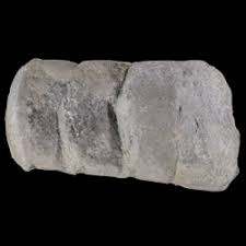 Image result for Orthoclada