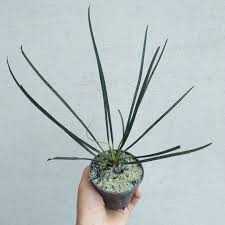 Image result for Limeum fenestratum