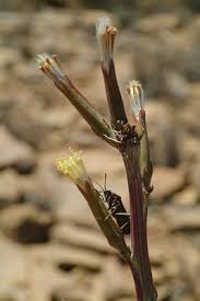 Image result for Kleinia longiflora