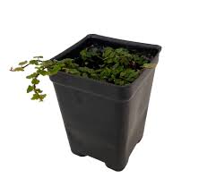 Image result for Ficus persicifolia