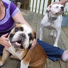 Adopt Double Wide On Petfinder American Bulldog Rescue English Bulldog Dog American Bulldog