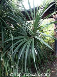 Image result for Pandanus odoratissimus