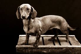 Dachshunds are bred with three coat varieties: Shorthaired Dachshund Your Complete Guide To The Breed