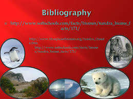 The Amazing Facts Of Tundra Biomes The Arctic Fox Is Able To Survive In The Tundra Biome This Is A Fairly Small Animal With A Very Thick Coat It Ppt Download