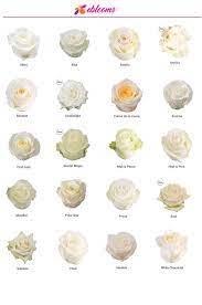 Tibet Rose Variety Ebloomsdirect Rose Varieties White Rose Centerpieces Flower Beauty